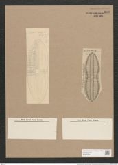 Navicula ornata A.Schm. (de-Toni-Nr.: Genus 1, Species 280) Zeichnungen Sammlung Grunow Nr. 637 (NHMW-BOT-W0367004)
